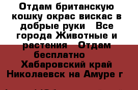 Отдам британскую кошку окрас вискас в добрые руки - Все города Животные и растения » Отдам бесплатно   . Хабаровский край,Николаевск-на-Амуре г.